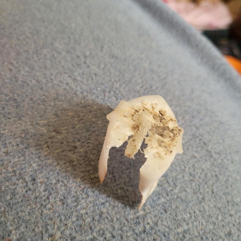 Broken cap