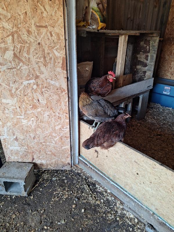 My chickens and ducks