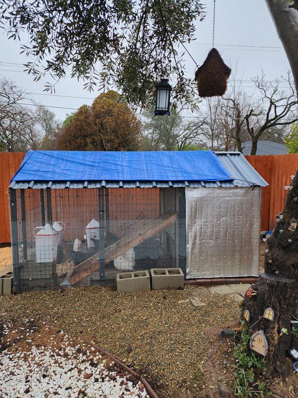 Coop flooded this winter