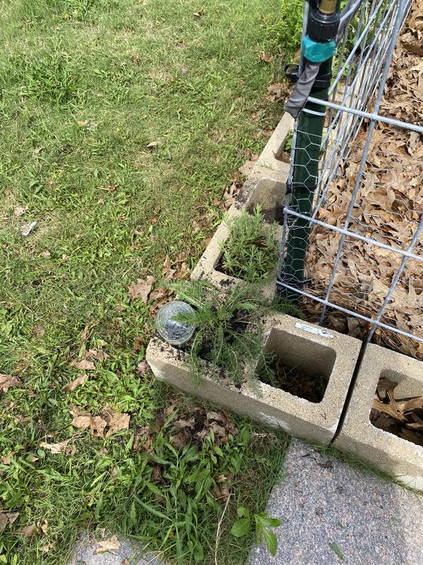 Attached to the cattle panel