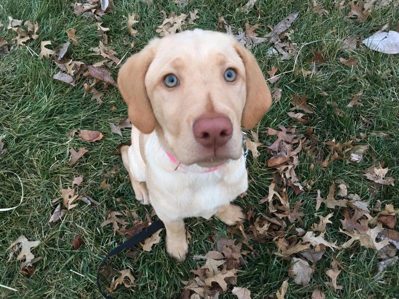 Penny
