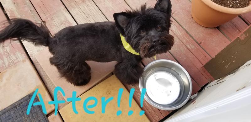 Mr. Oliver  first 2 pictures after and before, sevound set is Sir. Bough Sham Bough before and after.