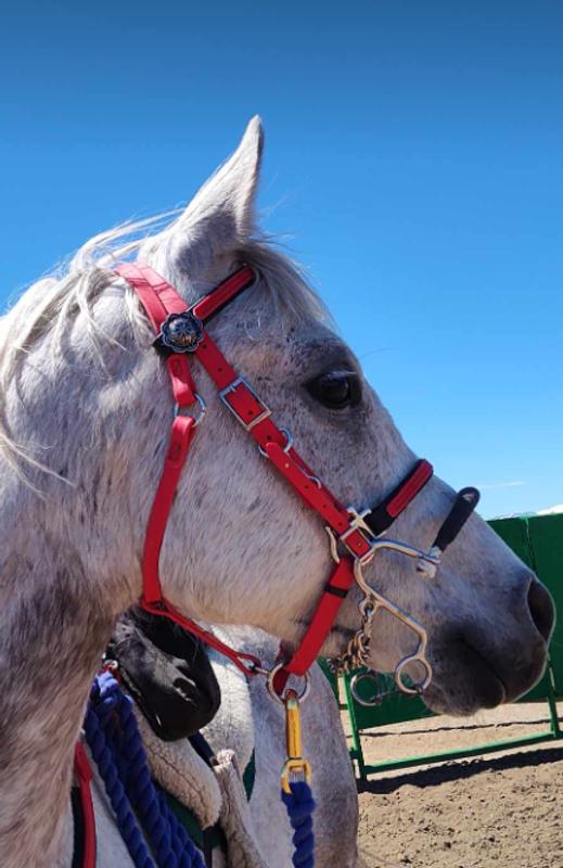 Hackamore on my horse, he likes it!