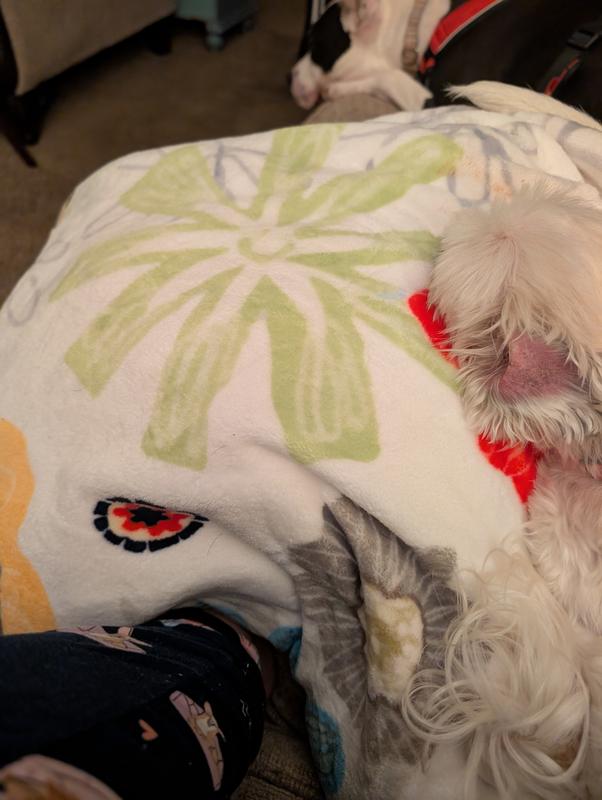 My puppy even loves it!