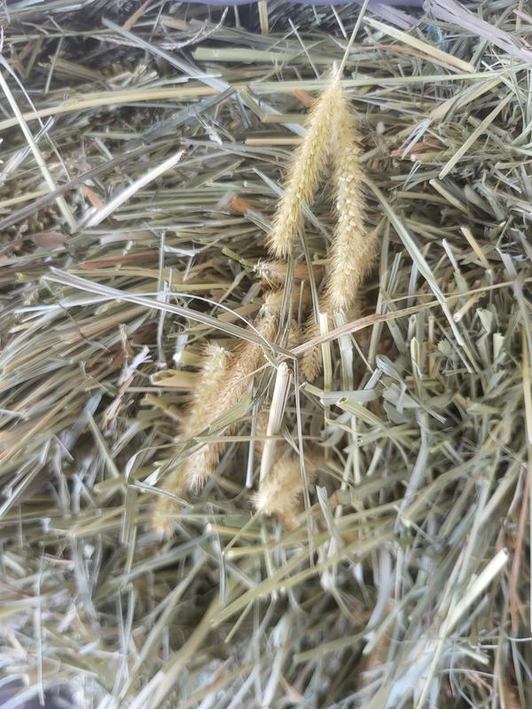 2String Coastal Bermuda Hay Horse Feed at Tractor Supply Co.