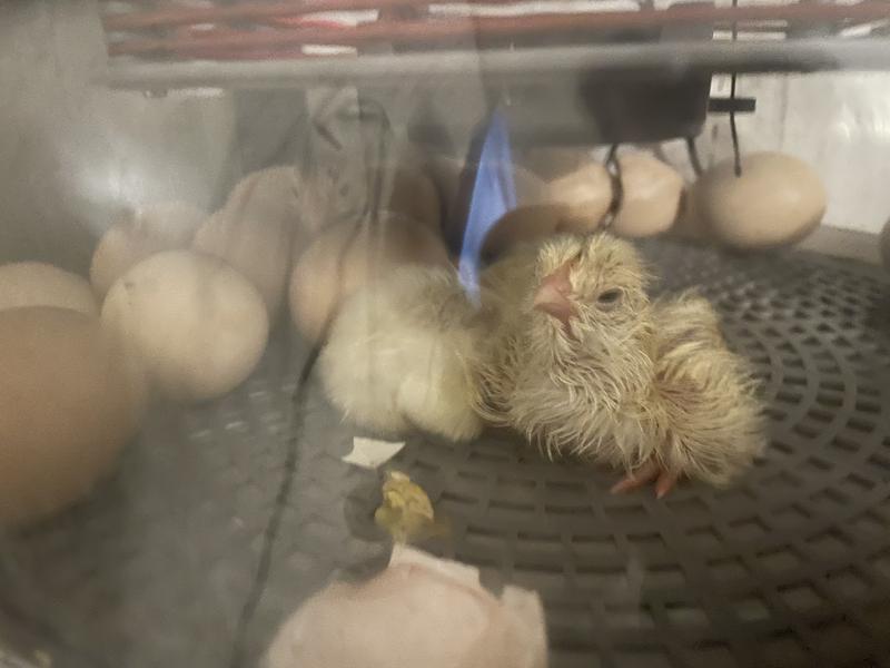 Hatchling erupting and thriving.