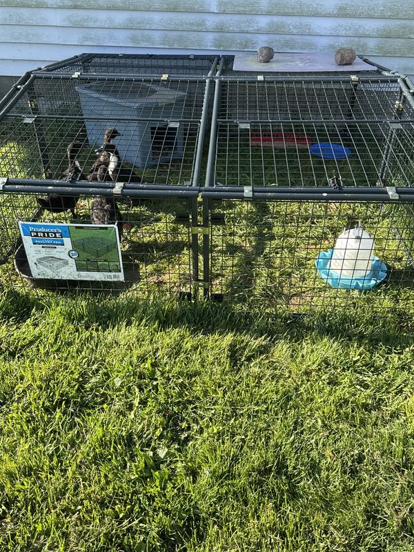 keeps my duck safe from raccoons and the neighbors dogs