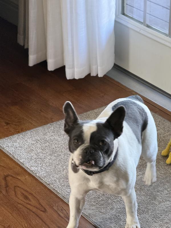 My Frenchie Buster with his beef stick “CIGAR”. You need a light?