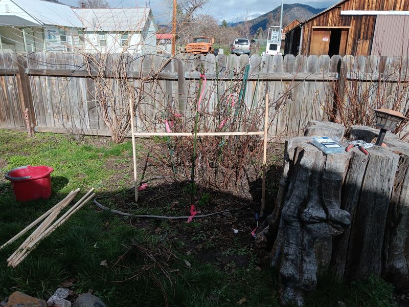 Used to make a small h frame for raspberries