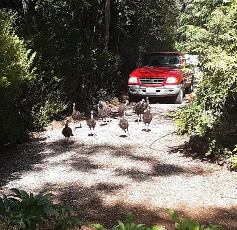 Started with a couple hens that raised their babies. Now we have many more.