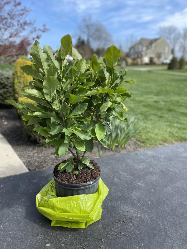 Beautiful healthy tree!