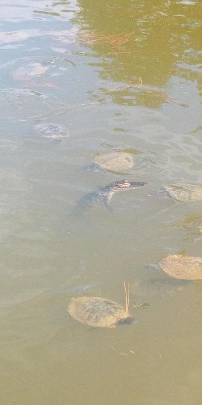 Turtles and Gators