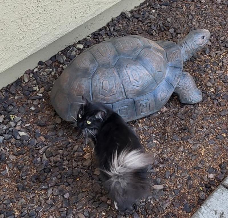 He's in my front yard. My kitty had to check him out.