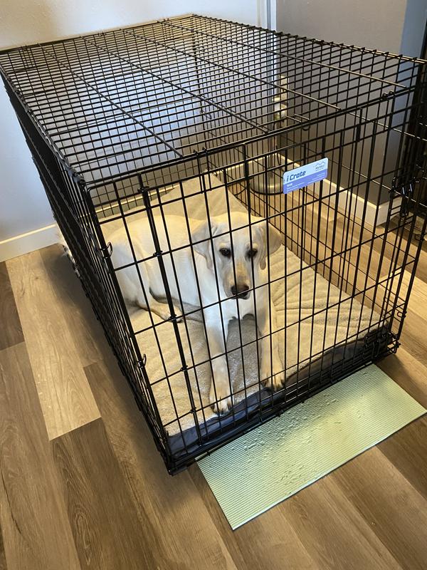 Our 90 lb lab in the crate. Crate does NOT come with pad.