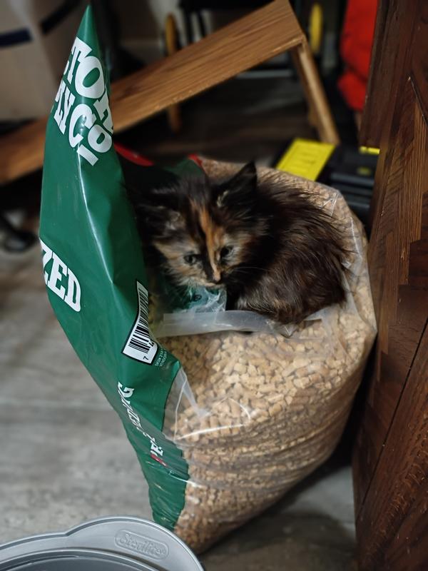 The babies even love pine pellets.