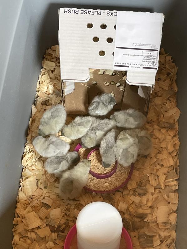 Welcome home! 🐣