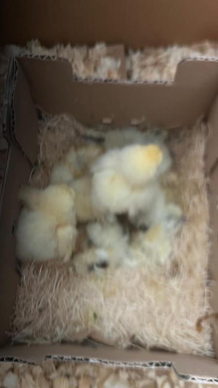 Dead chickens
