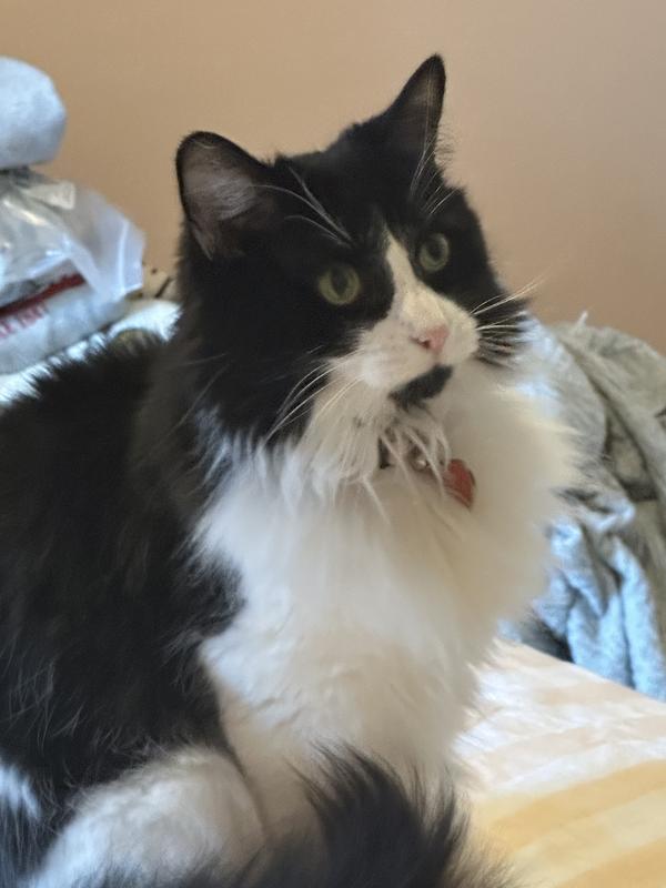 Shadow, Tilly (calico) and Genie (black & white)