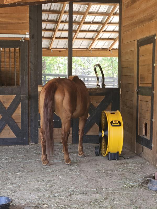 Reba enjoying her new DeWalt floor fan.