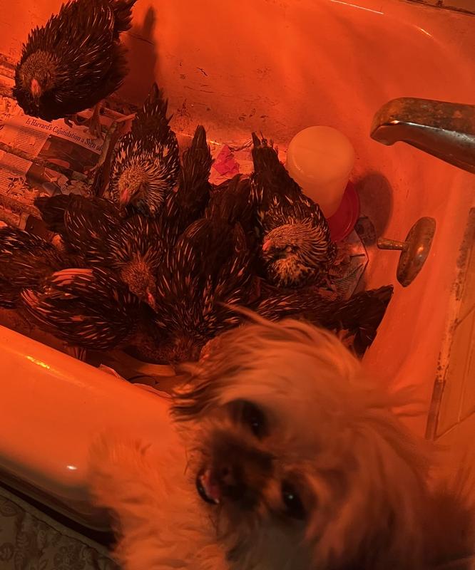 Wren watches over the chicks