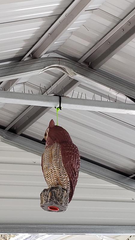 we had to add strips with spikes above the owl to deter the robins from building nests.