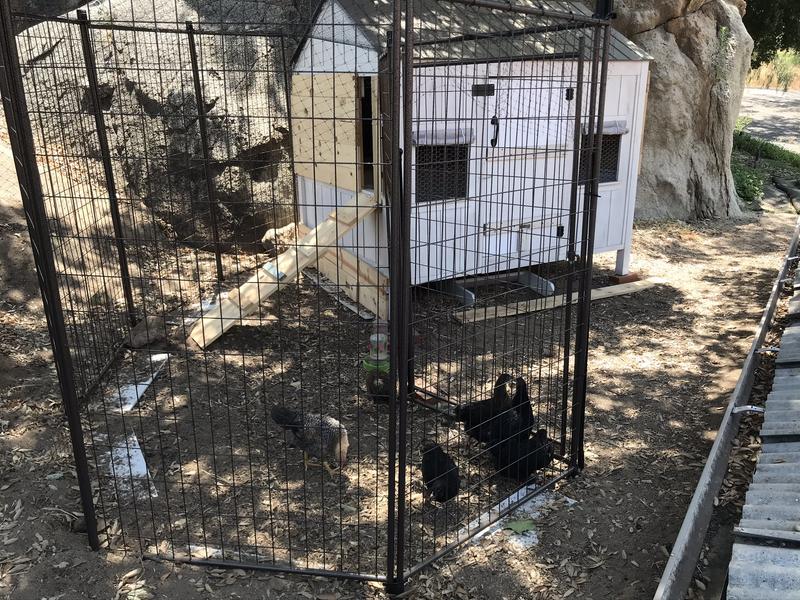 The Chicken Coop