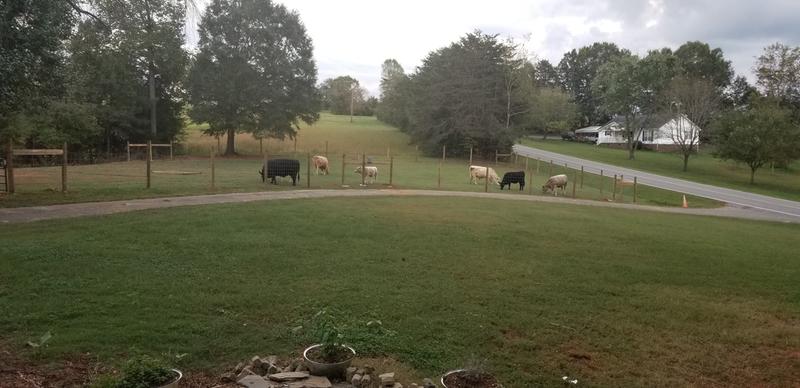 My new calf lot