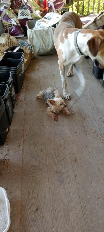 My little terrier.
Has dry skin and I often use m t g on her to believe her itch