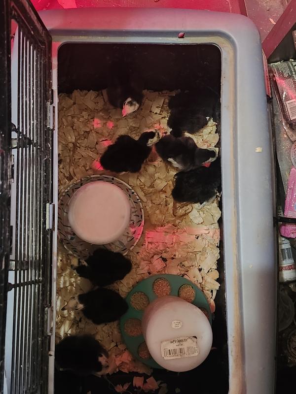 My 9 baby turkeys and 3 guineas.