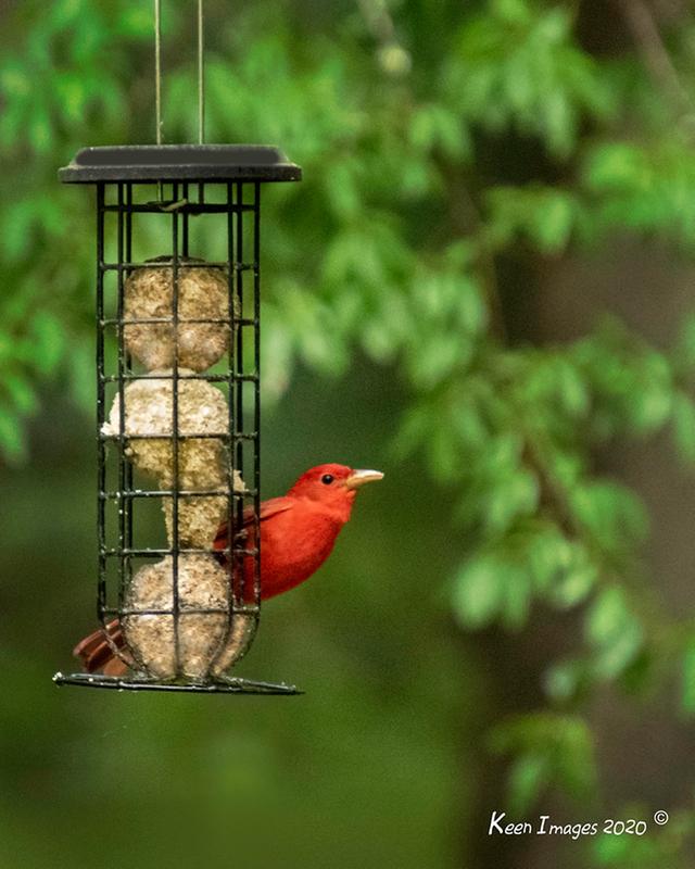 Male Summer Tanager