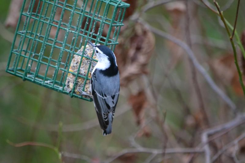 A few visitors to the suet cake feeder...