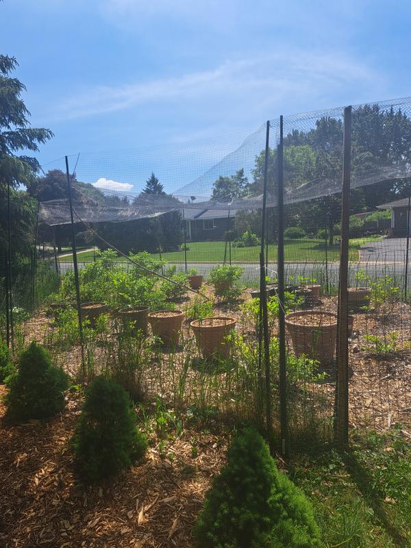 Blueberries SAFE from all comers!