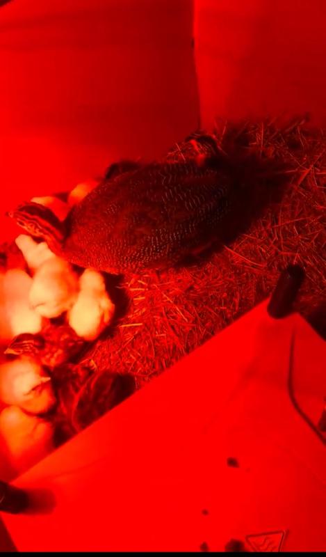 They integrated so well with the others.