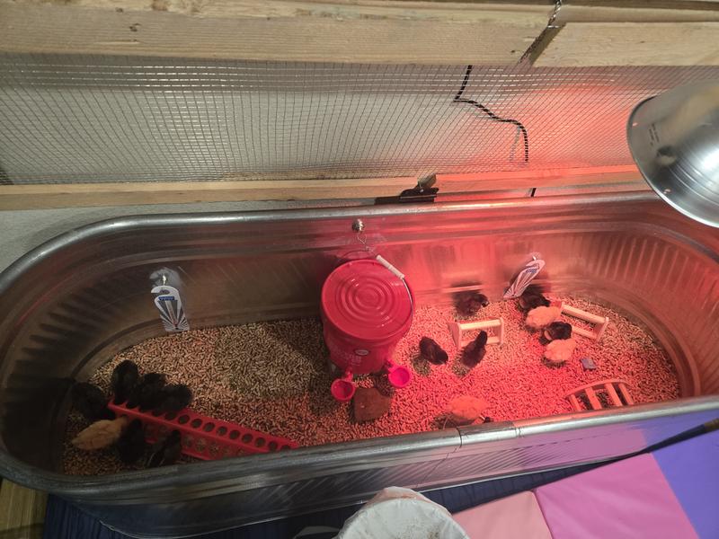 Chick water bucket