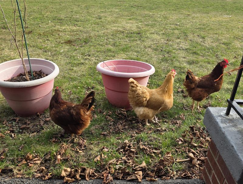 Their feathers and skin are so much healthier.