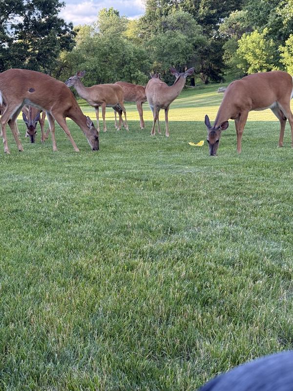 Just 4-5' away enjoying the feed.
