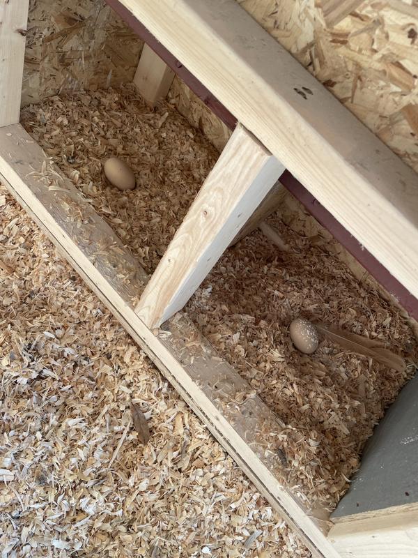 Pine shavings with fake eggs before the hens scratched it all out
