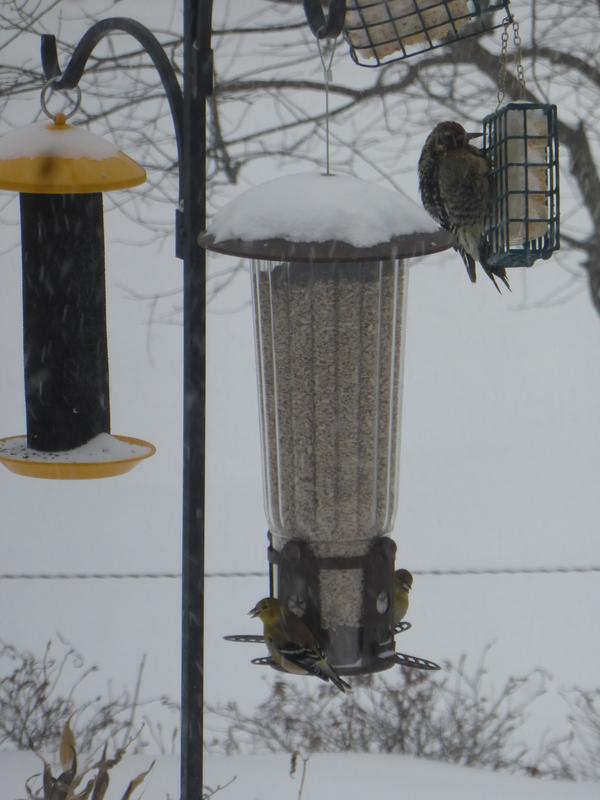 Goldfinches and hulled sunflower