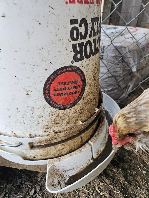 Chickens with dirty water.