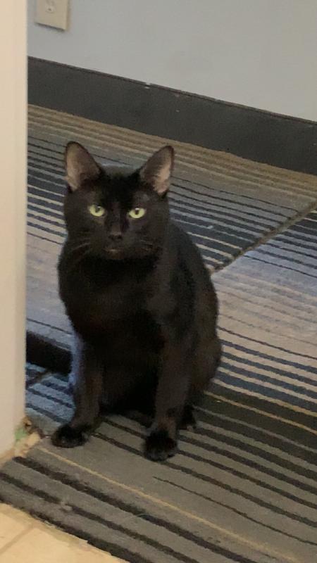 My beautiful Mr Richard kitty
