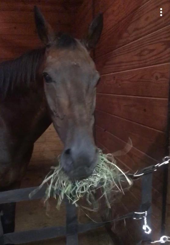 Not the best picture, but this guy is happy with his new stall guard.