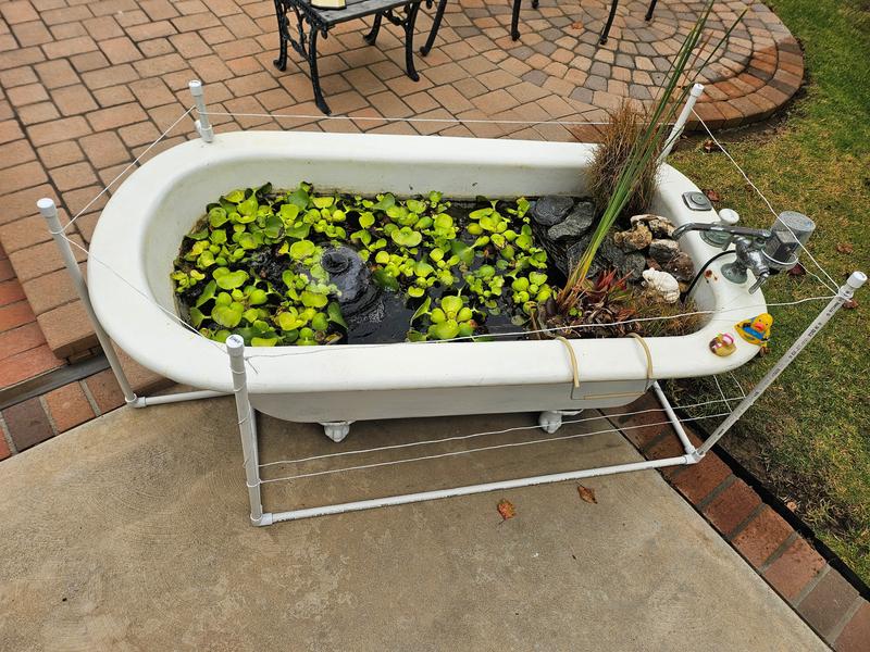 Bathtub water garden electrified