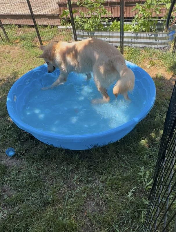 Puppy pool