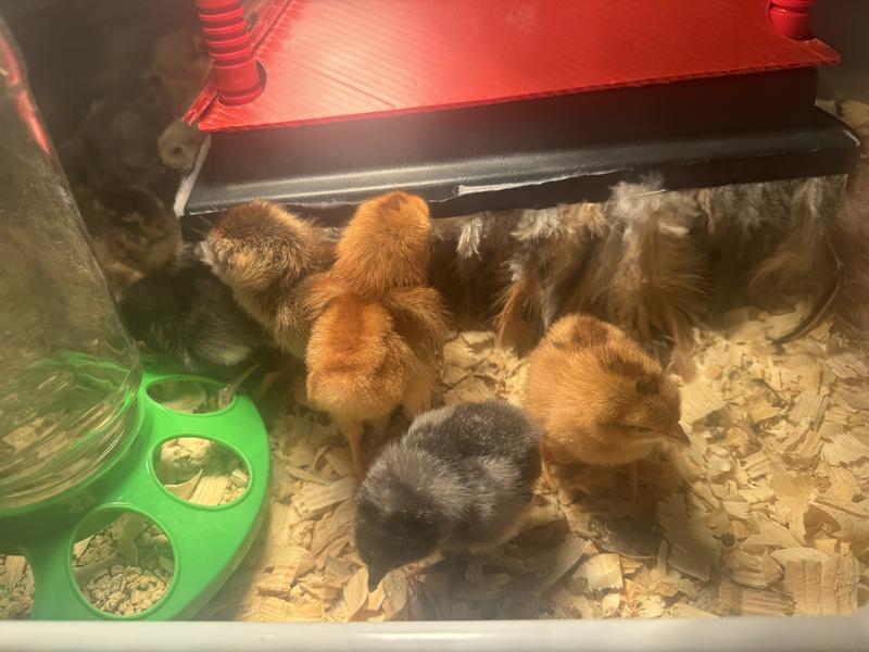 In the brooder very active and alert.