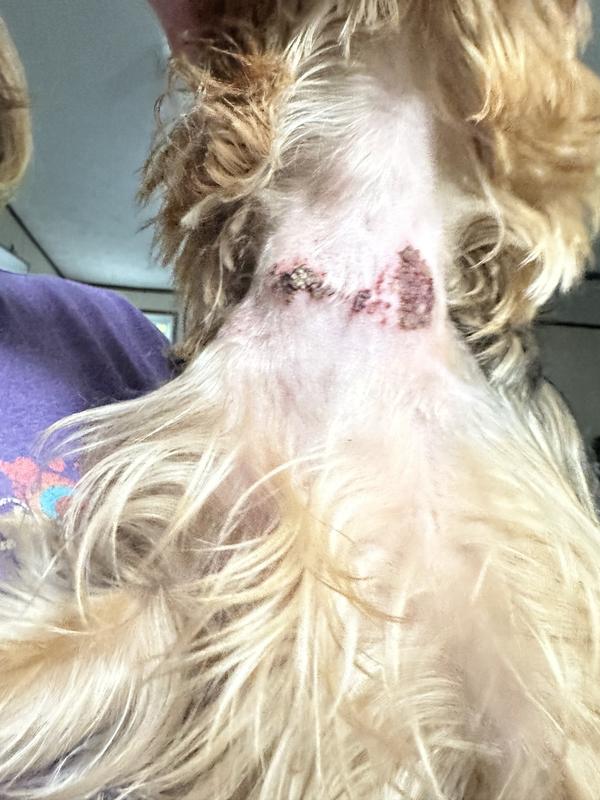 This was after she was started on meds from the vet