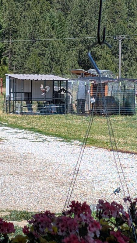 New coop beside the old ones