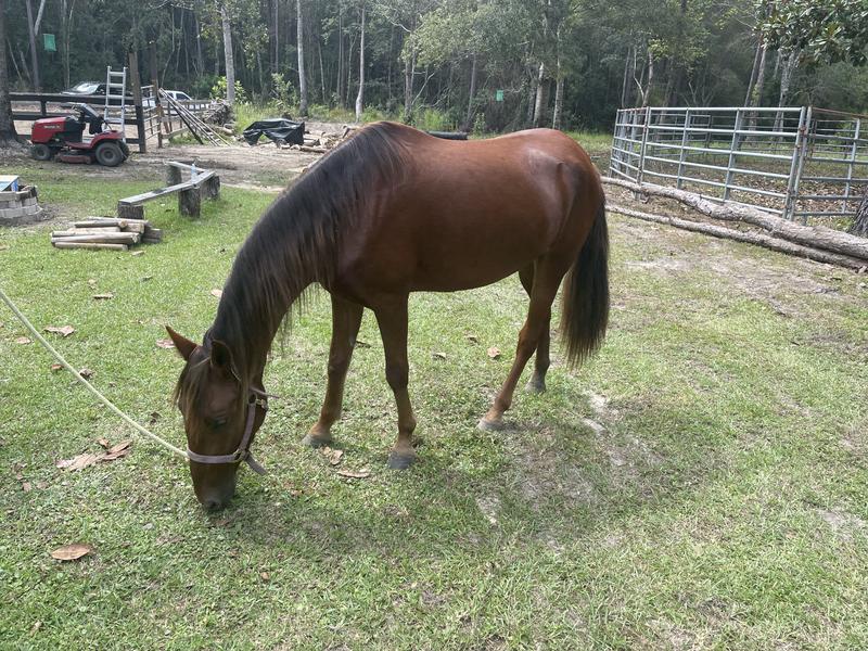3 year old mustang mare!
