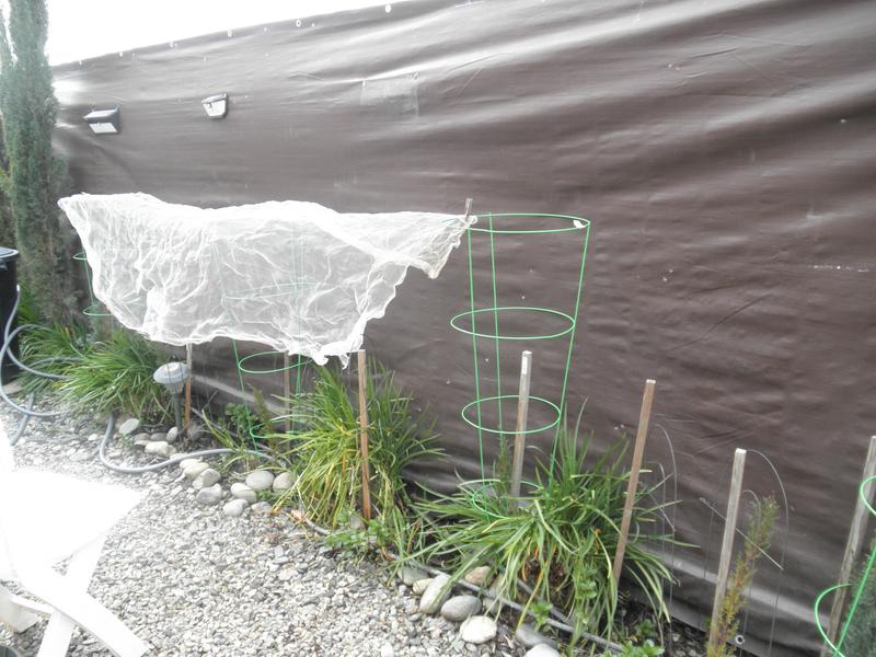Sample, Cages over small Italian Trees with sample mesh netting