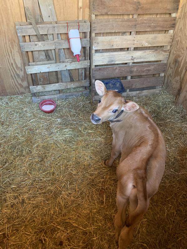 Jersey bull calf loving his steel wire mama udder, lol