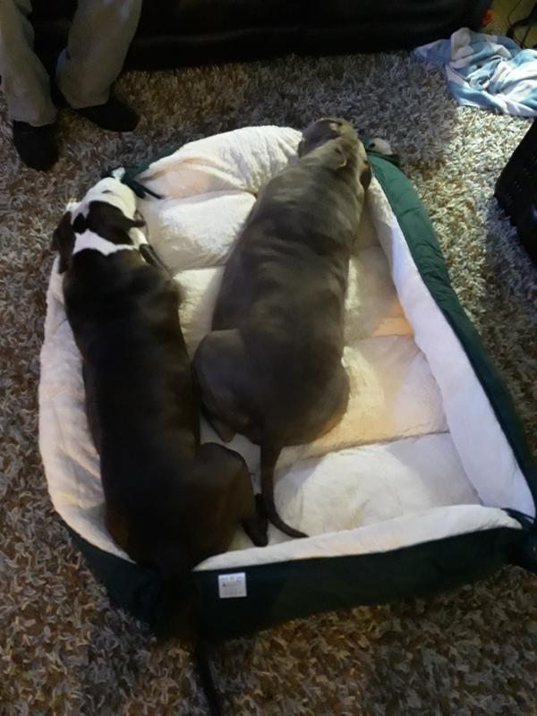 Brindle one is 130lbs and the black one is 90lbs they both fit with room!
